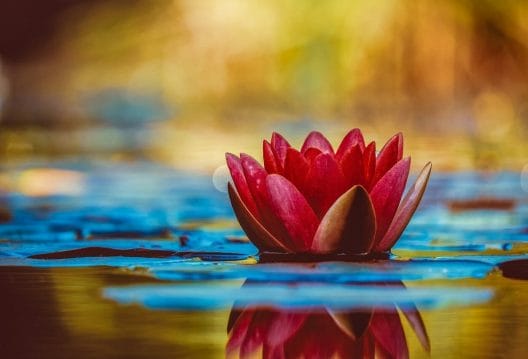 Water lily flower and reflection