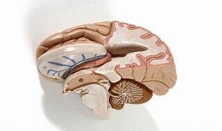Amygdale- an almond shaped structure of the brain- 